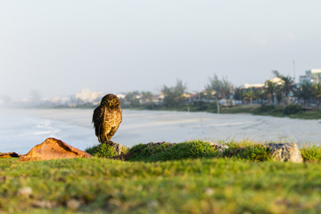 Owl and the beach