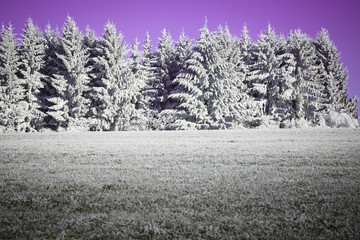 Winterbaumpanorama mit Wald, Hintergrunddesign Weihnachtskarte, Schneelandschaft, Hintergrunddesign, Headergeeignet