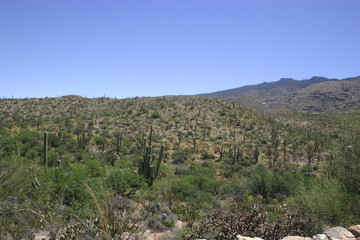 Arizona Desert 40