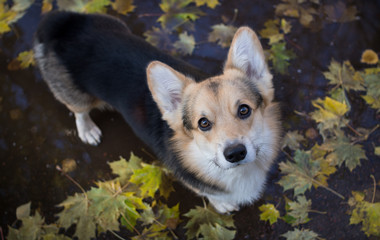 Dog Welsh Corgi Pembroke walks through puddles. The dog walks through the autumn streets of the city.