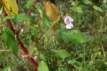 Fleur de balsamine de l'Himalaya