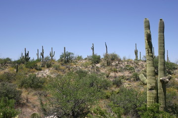 Arizona Desert 01