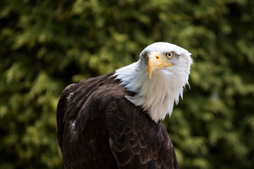 Close up of Bald Eagle head