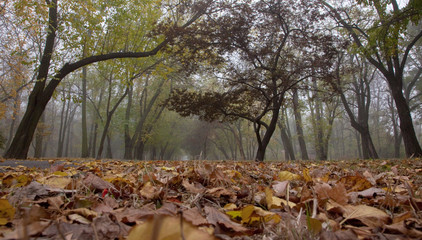 Shevchenko Park (Alexandrovsky) in Odessa