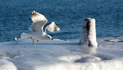 Seagull on ice.