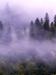 Fir-tree forest mist