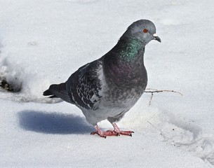 Pigeon Toes