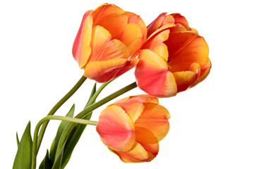 Flowers, three tulips isolated on a white background