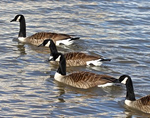 Goose Trifecta