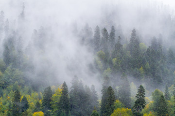 Fir-tree forest mist