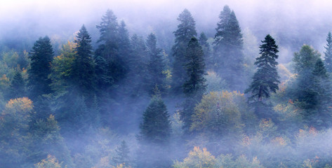 Fir-tree forest mist