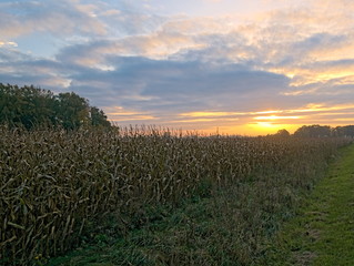 Obraz premium Corn field.