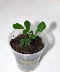 Seedling of Murraya paniculata growing in plastic pot on window sill, beautiful houseplant with fragrant flowers