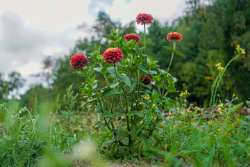 Pink and Yellow Flowers in Field