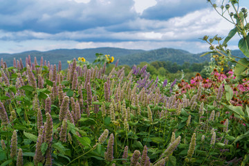 Field of Wild Flowers