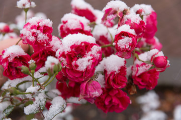 Floribunda roses in the snow. The beautiful pink flowers lying before the fallen snow. It is snowing and strong wind.