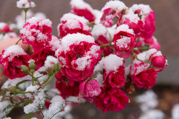 Floribunda roses in the snow. The beautiful pink flowers lying before the fallen snow. It is...