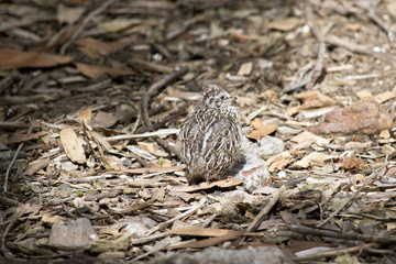 quail chick