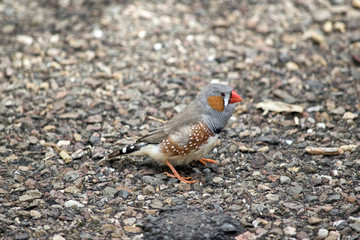 zebra finch