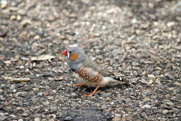 zebra finch