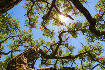 Blue sky, sun and clouds through branches, trees, leaves and flowers