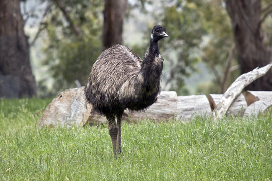 emu