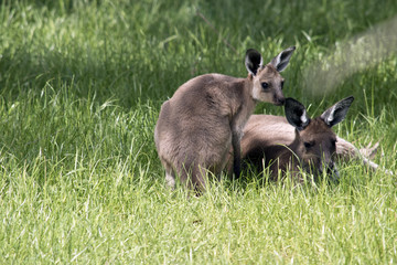 eastern grey kangaroo and joey
