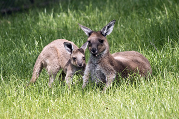 eastern grey kangaroo and joey