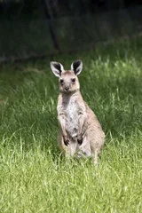 Acrylic prints Kangaroo eastern grey  joey kangaroo