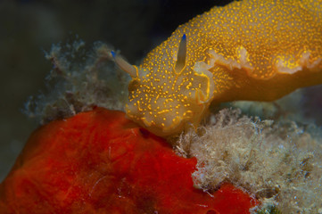 nudibranch yellow