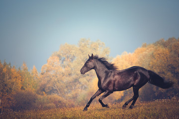 Fototapeta na wymiar Black horse galloping on the trees and sky background in autumn