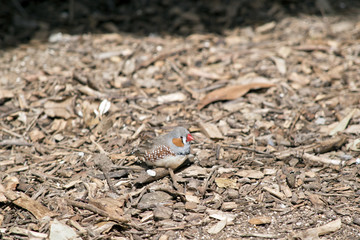 zebra finch
