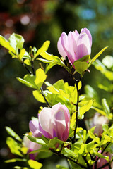 Obraz na płótnie Canvas Purple Magnolias