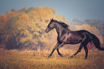 Obraz na płótnie Canvas Black horse galloping on the autumn nature background