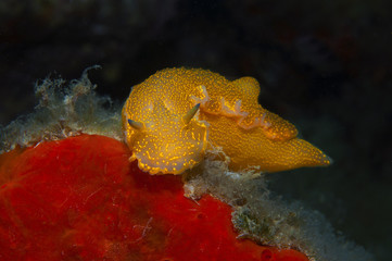 nudibranch yellow