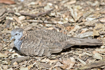 bar shouldered dove