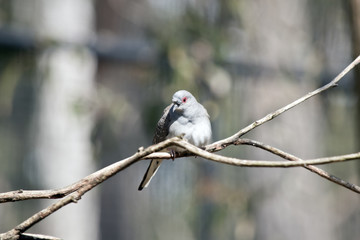 Obraz premium diamond dove