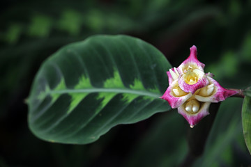 Korbmarante (Calathea warscewiczii)