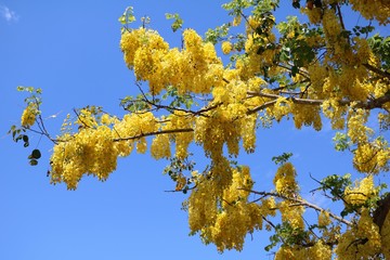Big yellow flowers of Senna fistula in summer, Australia
