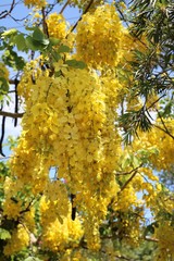 Cassia fistula flowers yellow in summer, Australia