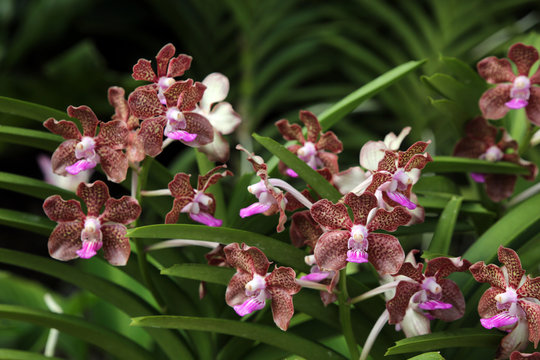 Orchideen-Hybride Papilionanda Mimi Palmer