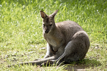 red neck wallaby