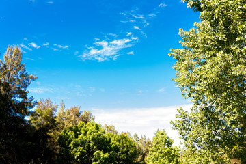 Obraz premium Blue sky, sun and clouds through branches, trees, leaves and flowers