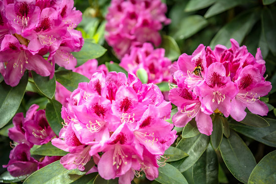 Beautiful flowers