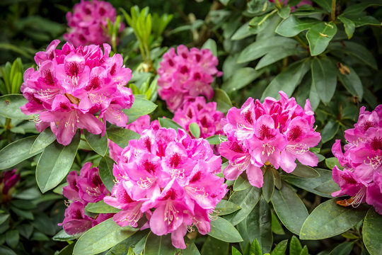 Beautiful flowers