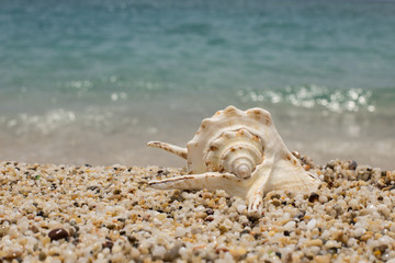 beautiful seashell on the small pebble beach 