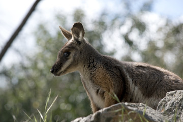 yellow footed rock wallaby