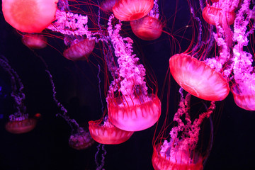 Glowing purple and pink jellyfish - obrazy, fototapety, plakaty