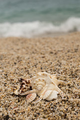 Seashells on small pebble beach 