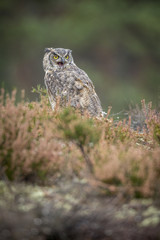 bubo virginianus, virgi owl